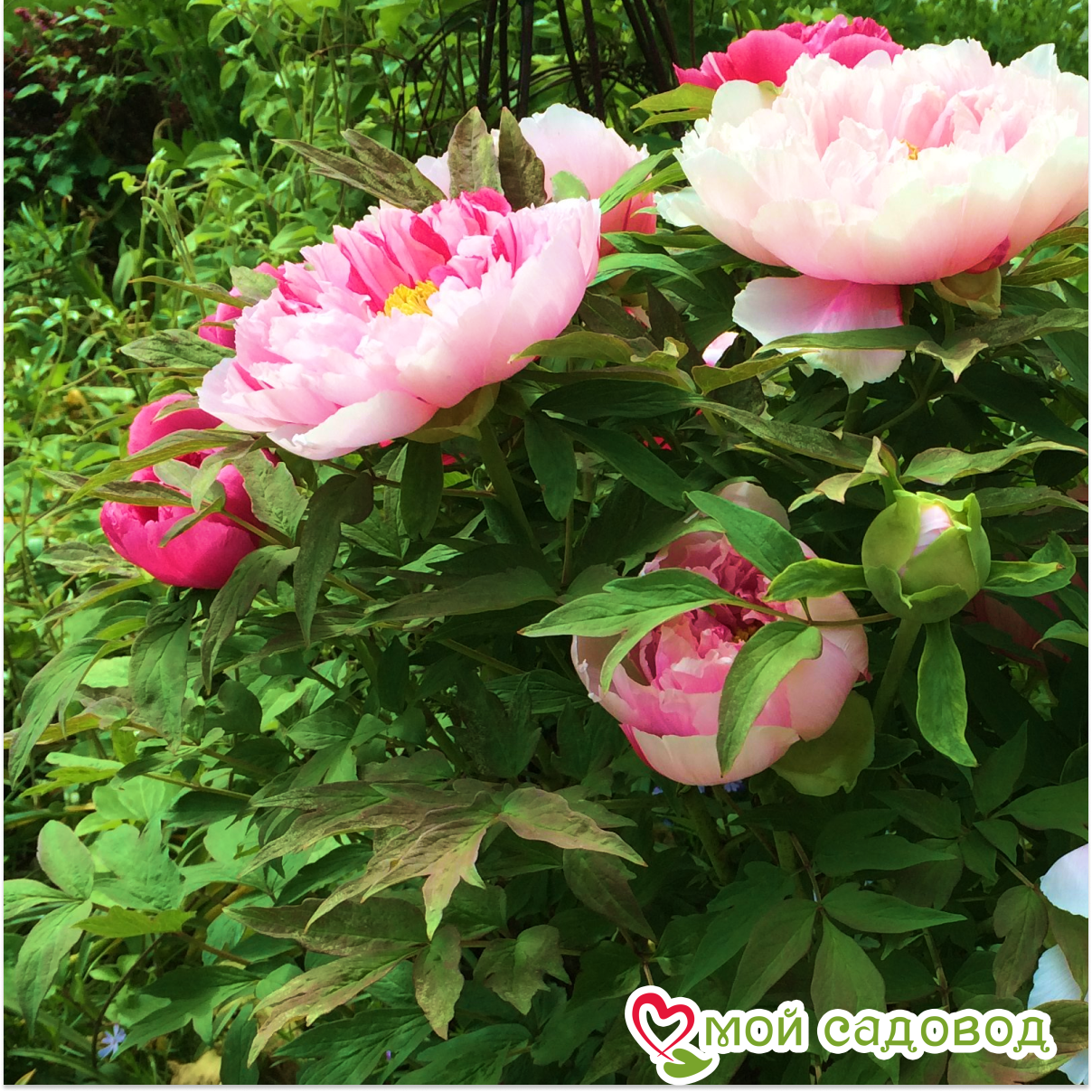 Пион Нефритовый Дракон