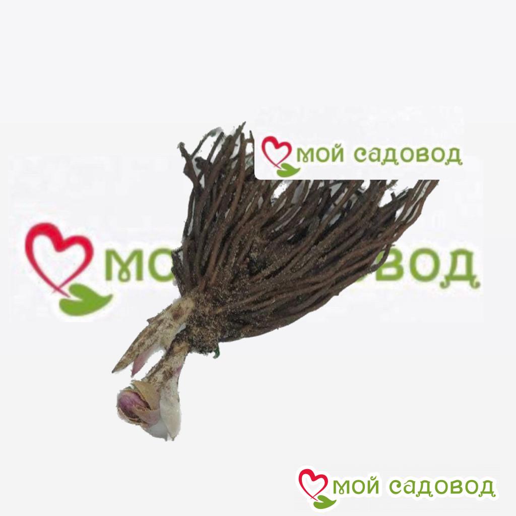 Хоста Квантум Шейд